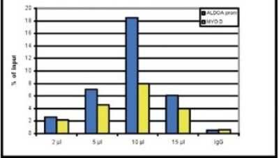 Chromatin Immunoprecipitation: Histone H3 [Dimethyl Lys4] Antibody [NBP2-59145] - ChIP assays were performed using human osteosarcoma (U2OS) cells, the antibody against H3K4me2 and optimized PCR primer sets for qPCR. Chromatin was sheared. ChIP was performed using sheared chromatin from 1.6 million cells. A titration of the antibody consisting of 2, 5, 10 or 15 ul per ChIP experiment was analysed. IgG (5 ug/IP) was used as negative IP control. Quantitative PCR was performed with primers for the promoter of the ALDOA gene and for the coding region of the myogenic differentiation gene (MYOD), a gene that is inactive at normal conditions. Figure shows the recovery, expressed as a % of input (the relative amount of immunoprecipitated DNA compared to input DNA after qPCR analysis). These results are in accordance with the observation that dimethylation of K4 at histone H3 is more present at active genes than at silent genes.